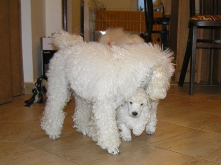 ...běhat mezi překážkami je taky dobré...